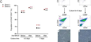 Fig.3.C showing Flow cytometry/Cell sorting in a Homo sapiens (Human) sample from the publication: Purification and characterization of human adipose-resident microvascular endothelial progenitor cells.