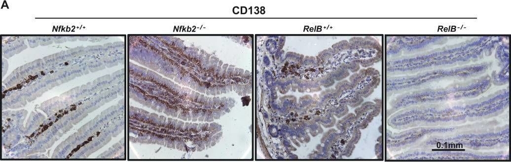 CD138 antibodies - Antibody search engine - CiteAb