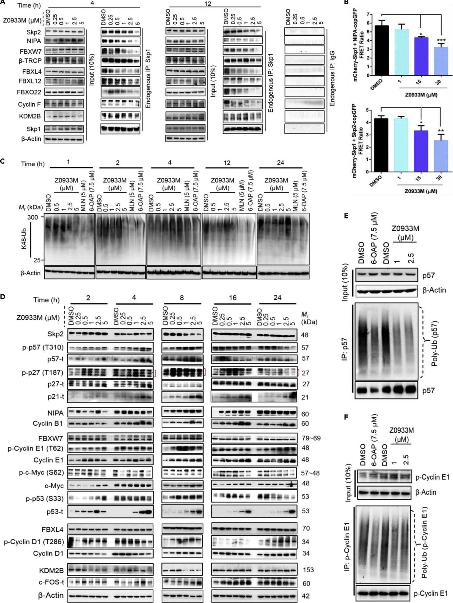 Fig.3.A showing Western Blotting in a Homo sapiens (Human) sample from the publication: A small-molecule Skp1 inhibitor elicits cell death by p53-dependent mechanism.
