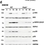 Fig.5.D showing Western Blotting from the publication: Tumor suppressor death-associated protein kinase 1 inhibits necroptosis by p38 MAPK activation.
