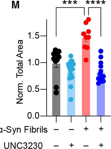 Fig.5.M from the publication: α-Synuclein-dependent increases in PIP5K1γ drive inositol signaling to promote neurotoxicity.