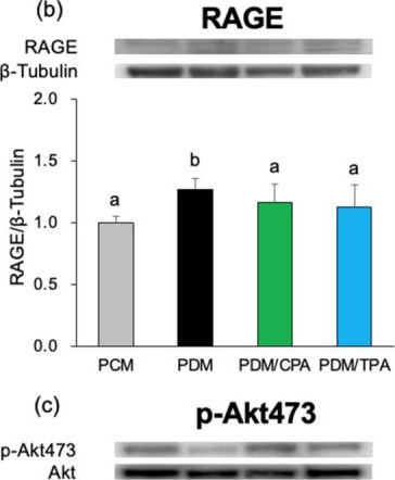 Fig.2.B showing Western Blotting in a Rattus norvegicus (Rat) sample from the publication: Maternal palmitoleic acid supplementation attenuates neurodegenerative programming in aged offspring exposed to gestational diabetes.