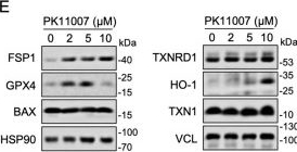 Fig.3.E showing Western Blotting in a Homo sapiens (Human) sample from the publication: PK11007 Covalently Inhibits Thioredoxin Reductase 1 to Induce Oxidative Stress and Autophagy Impairment in NSCLC Cells.