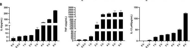 Fig.2.B showing Enzyme-linked immunosorbent assay from the publication: Giardia duodenalis Induces Proinflammatory Cytokine Production in Mouse Macrophages via TLR9-Mediated p38 and ERK Signaling Pathways.