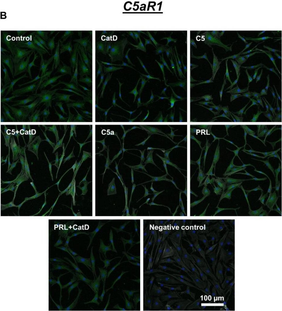 Fig.6.B showing Immunocytochemistry-immunofluorescence in a Homo sapiens (Human) sample from the publication: Complement Proteins C5/C5a, Cathepsin D and Prolactin in Chondrocytes: A Possible Crosstalk in the Pathogenesis of Osteoarthritis.