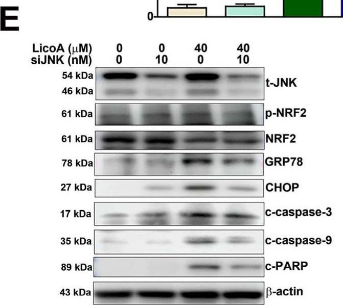 Fig.5.E showing Western Blotting from the publication: Licochalcone A Induces Uterine Leiomyoma Cell Apoptosis via the ROS-Mediated JNK Activation of the GRP78/NRF2 Pathway In Vitro and In Vivo.
