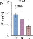 Fig.1.D showing Enzyme-linked immunosorbent assay from the publication: Mitochondrial damage drives T-cell immunometabolic paralysis after major surgery.