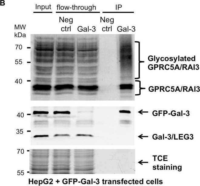 Fig.1.B showing Western Blotting from the publication: Galectin-3 Mediated Endocytosis of the Orphan G-Protein-Coupled Receptor GPRC5A.