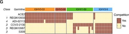 Fig.4.G from the publication: Recall of preexisting cross-reactive B cell memory after Omicron BA.1 breakthrough infection.