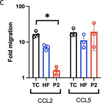 Fig.3.C from the publication: Multicystic Interstitial Lung Disease Due to a Novel Biallelic C-C Chemokine Receptor Type 2 Variant.