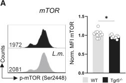Fig.5.A showing Flow cytometry/Cell sorting in a Mus musculus (House mouse) sample from the publication: Bile acid receptor Tgr5 prevents macrophage hyperinflammation during bacterial sepsis through metabolic and epigenetic silencing.