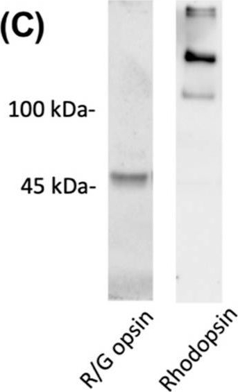 Fig.1.C showing Western Blotting in a Mus musculus (House mouse) sample from the publication: Proteomic Profiling Revealed Mitochondrial Dysfunction in Photoreceptor Cells under Hyperglycemia.
