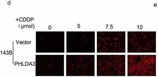 Fig.5.D showing Immunocytochemistry-immunofluorescence from the publication: Pleckstrin homology-like domain family A, member 3, a miR-19a-3p-regulated gene, suppresses tumor growth in osteosarcoma by downregulating the Akt pathway.