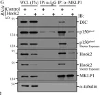 Fig.9.G showing Western Blotting in a Homo sapiens (Human) sample from the publication: The dynein adaptor Hook2 plays essential roles in mitotic progression and cytokinesis.