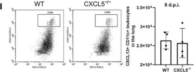 Fig.6.I showing Flow cytometry/Cell sorting in a Mus musculus (House mouse) sample from the publication: Role of CXCL5 in Regulating Chemotaxis of Innate and Adaptive Leukocytes in Infected Lungs Upon Pulmonary Influenza Infection.