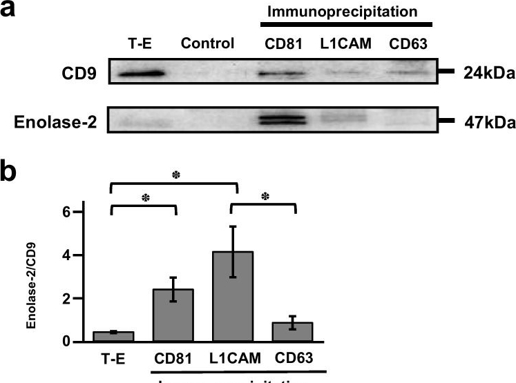 Fig.2.A showing Western Blotting from the publication: MicroRNA in neuroexosome as a potential biomarker for HIV-associated neurocognitive disorders.