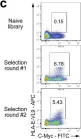 Fig.4.C showing Flow cytometry/Cell sorting in a Homo sapiens (Human) sample from the publication: Mouse and human antibodies bind HLA-E-leader peptide complexes and enhance NK cell cytotoxicity.