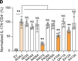 Fig.7.D from the publication: Selective disruption of RORγt-CBFβ interaction by IMU-935 prevents RORγt-dependent Th17 autoimmunity but not thymocyte development.