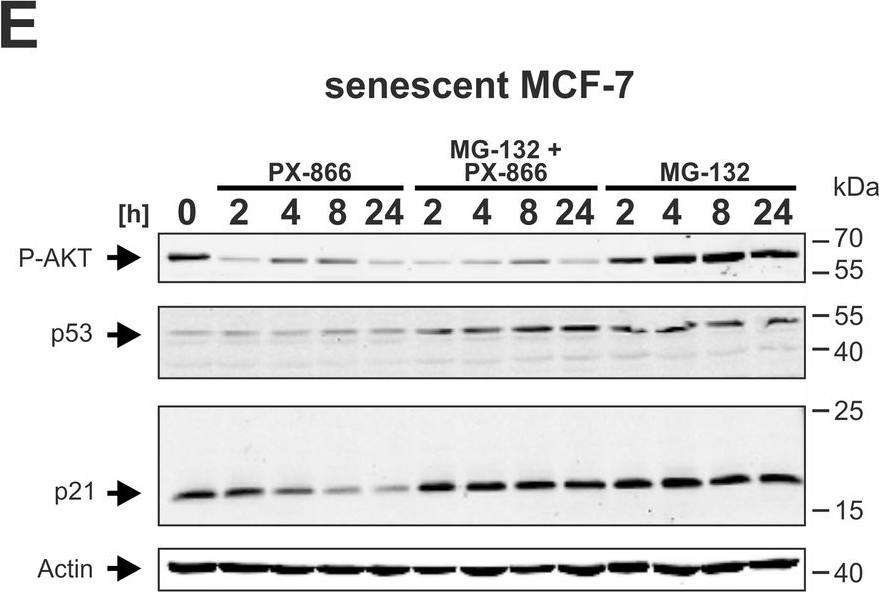 Fig.6.E showing Western Blotting from the publication: Combined inhibition of class 1-PI3K-alpha and delta isoforms causes senolysis by inducing p21WAF1/CIP1 proteasomal degradation in senescent cells.