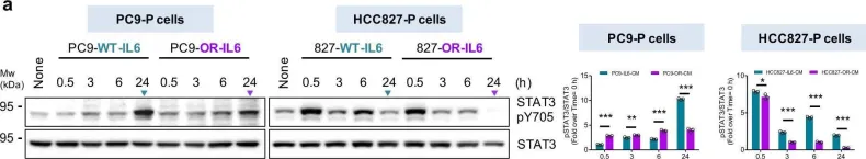 Fig.7.A showing Western Blotting from the publication: Defective N-glycosylation of IL6 induces metastasis and tyrosine kinase inhibitor resistance in lung cancer.