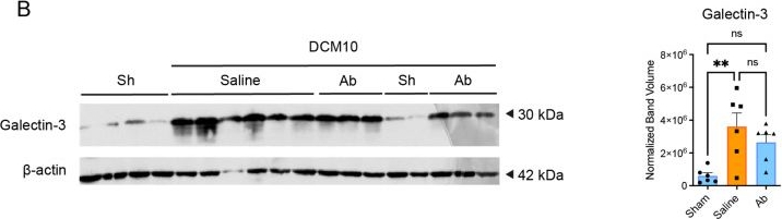 Fig.7.B showing Western Blotting from the publication: An Examination of the Role of CX3CR1 in the Pathobiology of Degenerative Cervical Myelopathy: Evidence from Human and Mouse Tissue.