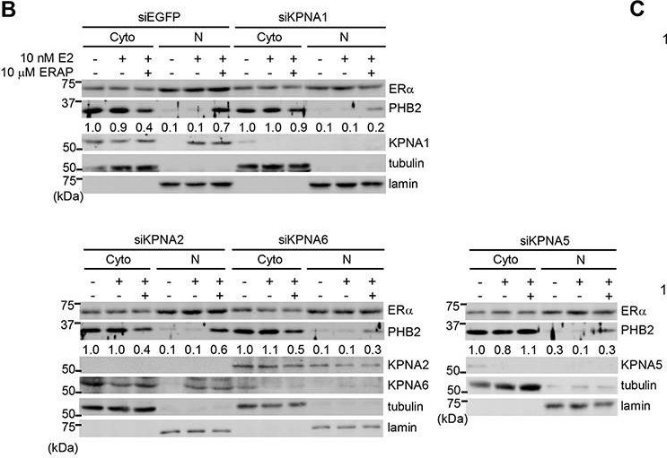 Fig.3.B showing Western Blotting in a Homo sapiens (Human) sample from the publication: BIG3 Inhibits the Estrogen-Dependent Nuclear Translocation of PHB2 via Multiple Karyopherin-Alpha Proteins in Breast Cancer Cells.