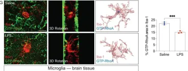 26904) Active RhoA -GTP - NewEast Biosciences - CiteAb