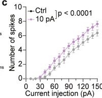 Fig.3.C from the publication: The axon initial segment-associated microglia regulate neuronal activity and visual perception.