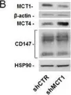 Fig.4.B showing Western Blotting from the publication: Radiosynthesis and validation of (±)-[18F]-3-fluoro-2-hydroxypropionate ([18F]-FLac) as a PET tracer of lactate to monitor MCT1-dependent lactate uptake in tumors.