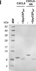 Fig.4.I showing Western Blotting from the publication: The N-terminal ELR+ motif of the neutrophil attractant CXCL8 confers susceptibility to degradation by the Group A streptococcal protease, SpyCEP.