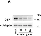 Fig.7.A showing Western Blotting from the publication: A GBF1-Dependent Mechanism for Environmentally Responsive Regulation of ER-Golgi Transport.