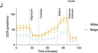 Fig.1.J from the publication: Multimodal epigenetic and enhancer network remodeling shape the transcriptional landscape of human beige adipocytes.