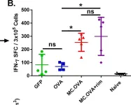Fig.4.B showing Enzyme-linked immunosorbent spot in a Mus musculus (House mouse) sample from the publication: MyD88/CD40 Genetic Adjuvant Function in Cutaneous Atypical Antigen-Presenting Cells Contributes to DNA Vaccine Immunogenicity.