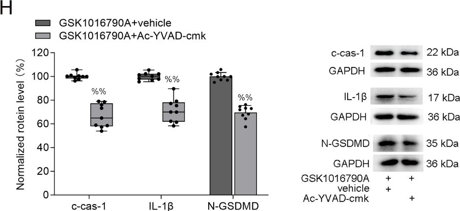 Fig.5.H showing Western Blotting from the publication: Transient receptor potential vanilloid 4 blockage attenuates pyroptosis in hippocampus of mice following pilocarpine‑induced status epilepticus.
