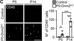 Fig.3.C showing Immunocytochemistry in a Mus musculus (House mouse) sample from the publication: Schwann cells, but not Oligodendrocytes, Depend Strictly on Dynamin 2 Function.