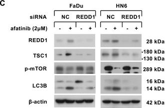 Fig.4.C showing Western Blotting from the publication: Afatinib induces pro-survival autophagy and increases sensitivity to apoptosis in stem-like HNSCC cells.