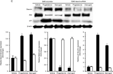 Fig.4.C showing Western Blotting from the publication: Decorin induced by progesterone plays a crucial role in suppressing endometriosis.