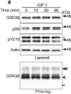 Fig.6.A showing Western Blotting from the publication: In vivo regulation of glycogen synthase kinase 3β activity in neurons and brains.