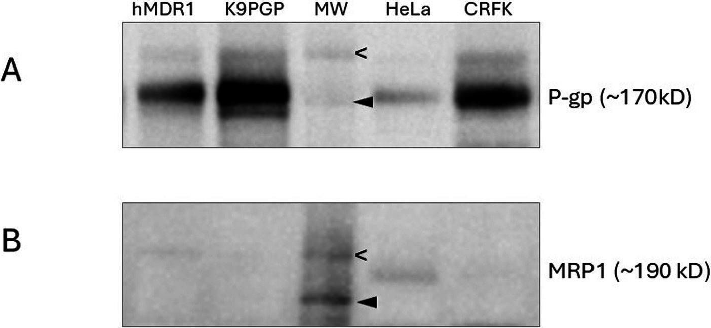 Fig.1.A showing Western Blotting from the publication: Assessment of clinically relevant drugs as feline P-glycoprotein substrates.