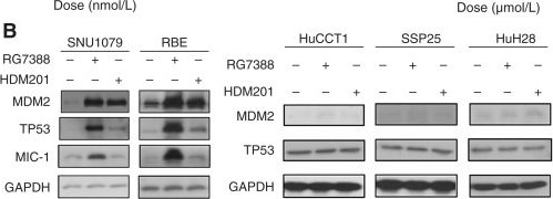 Fig.5.B showing Western Blotting in a Homo sapiens (Human) sample from the publication: Mutant Isocitrate Dehydrogenase 1 Sensitizes Intrahepatic Cholangiocarcinoma Cells to MDM2 Inhibitors.
