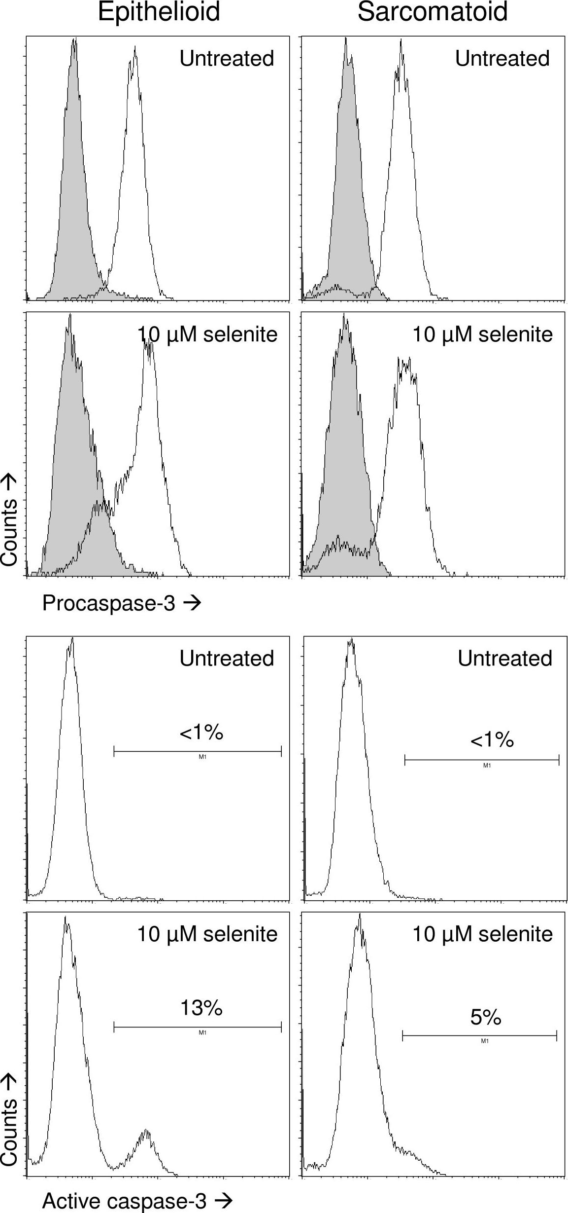 Fig.6.A showing Flow cytometry/Cell sorting in a Homo sapiens (Human) sample from the publication: Phenotype-dependent apoptosis signalling in mesothelioma cells after selenite exposure.