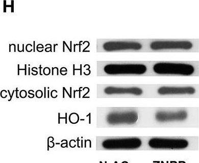 Fig.7.H showing Western Blotting from the publication: Protection Against Post-resuscitation Acute Kidney Injury by N-Acetylcysteine via Activation of the Nrf2/HO-1 Pathway.