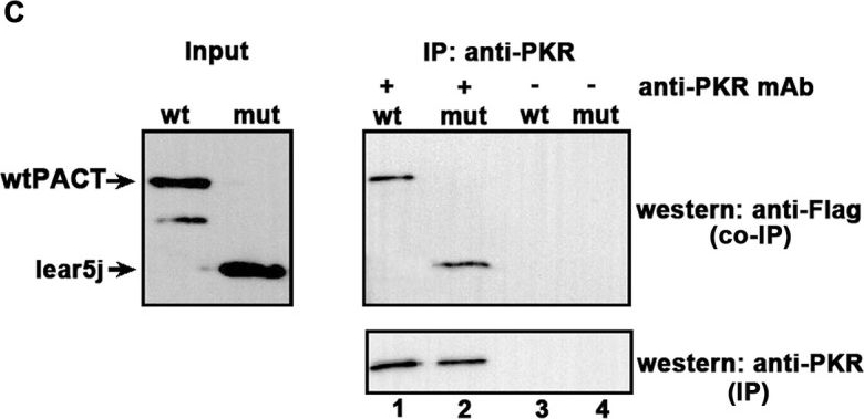 Fig.2.C showing Western Blotting in a Homo sapiens (Human) sample from the publication: Mutation in Prkra results in cerebellar abnormality and reduced eIF2α phosphorylation in a model of DYT-PRKRA.