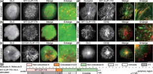 Fig.4.A showing Immunocytochemistry-immunofluorescence from the publication: CLIP-170 is essential for MTOC repositioning during T cell activation by regulating dynein localisation on the cell surface.