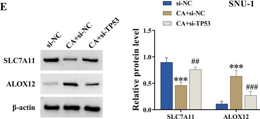 Fig.6.E showing Western Blotting from the publication: Carnosic acid enhances cisplatin sensitivity and suppresses gastric cancer progression via the TP53/SLC7A11/ALOX12 axis.