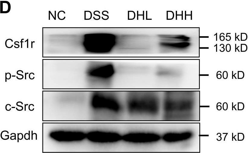 Fig.4.D showing Western Blotting in a Mus musculus (House mouse) sample from the publication: Huang Lian Jie Du decoction attenuated colitis via suppressing the macrophage Csf1r/Src pathway and modulating gut microbiota.