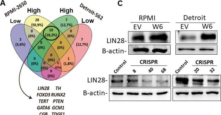 Fig.4.A showing Western Blotting in a Homo sapiens (Human) sample from the publication: Role of WDR66 in Stemness, Therapy Resistance and Tumor microenvironment modulation in Head and Neck Cancer.