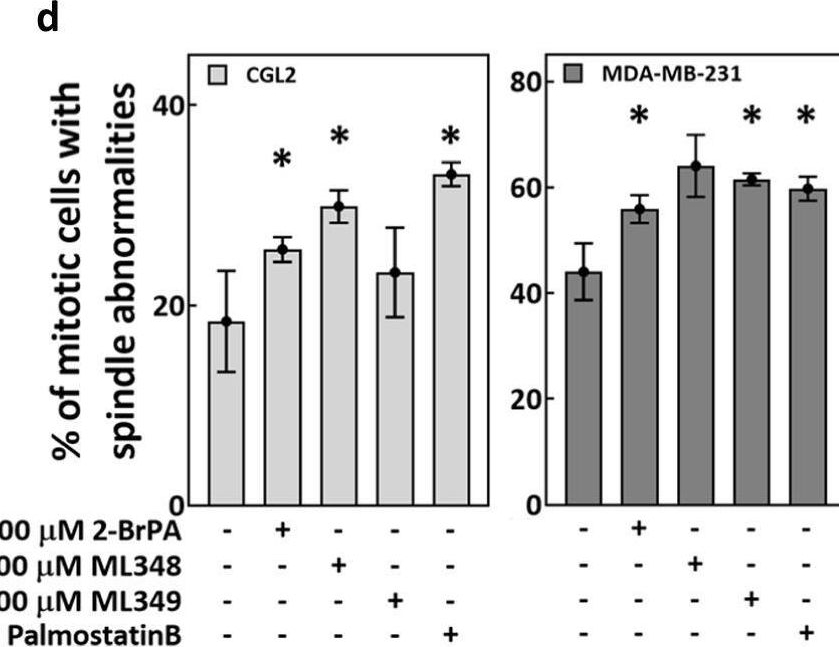 Fig.3.D from the publication: Inhibition of acetyl-CoA carboxylase impaired tubulin palmitoylation and induced spindle abnormalities.