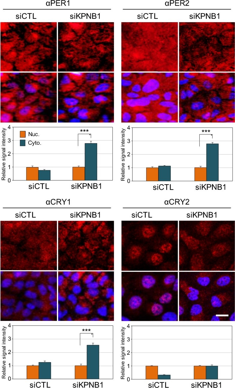 Fig.1.A showing Western Blotting in a Homo sapiens (Human) sample from the publication: KPNB1 mediates PER/CRY nuclear translocation and circadian clock function.