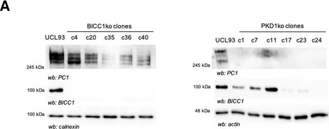 Fig.1.A showing Western Blotting from the publication: An integrin beta-1-anchored bicaudal C1-polycystin-1 module essential for tubular morphogenesis in polycystic kidney disease.